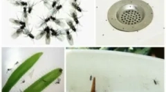 Kako brzo riješiti sredine kod kuće